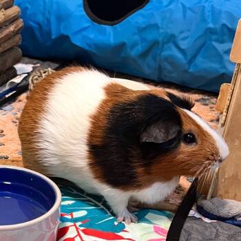 Rescue Guinea Pig Guinea Pigs for Adoption in Miami, Florida - Jackie | PetCurious